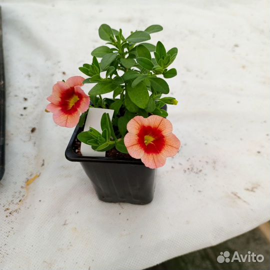 Черенки вегетаивных растений под маточники