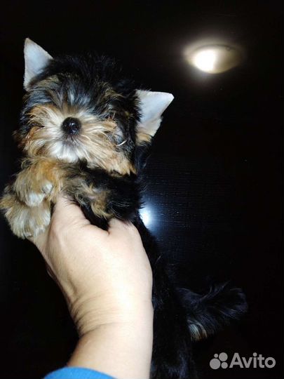 Мини малыши