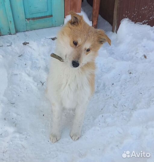 Щенок в добрые руки