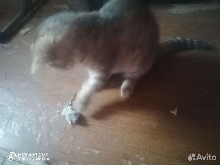 Котята от кошки мышеловки