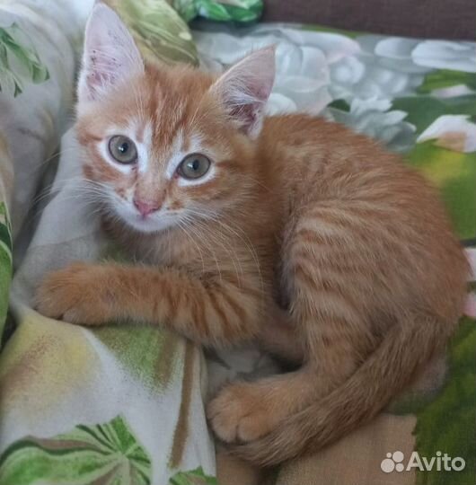 Кошки