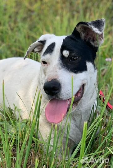 Собака Бульдожка в хорошую семью бесплатно