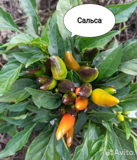 Перец комнатный острый и карликовый томат семена