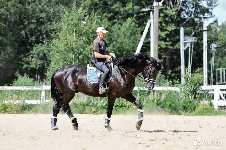 Продается молодой жеребец