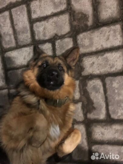 Немецкая овчарка вязка