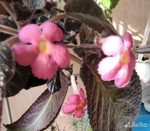 Белоперонье, эписции, бугенвилии