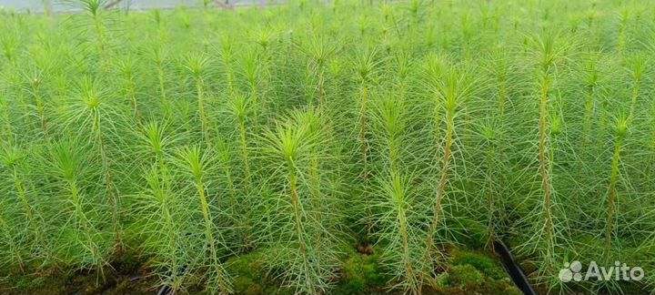 Саженцы сосны зкс от производителя