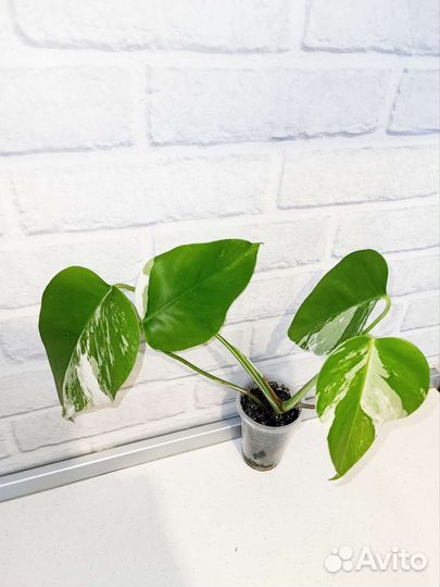 Редкие и экзотические растения 2