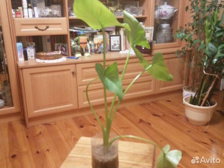 Калла Эфиопская