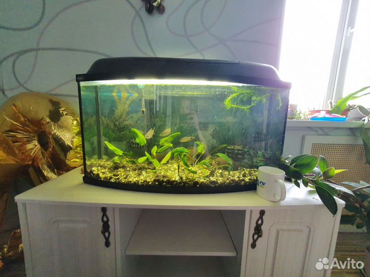 Аквариум