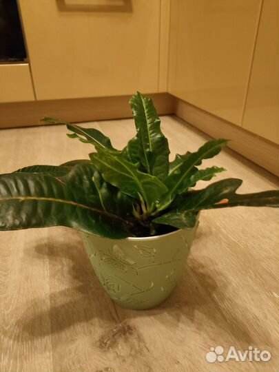 Кодиеум кротон