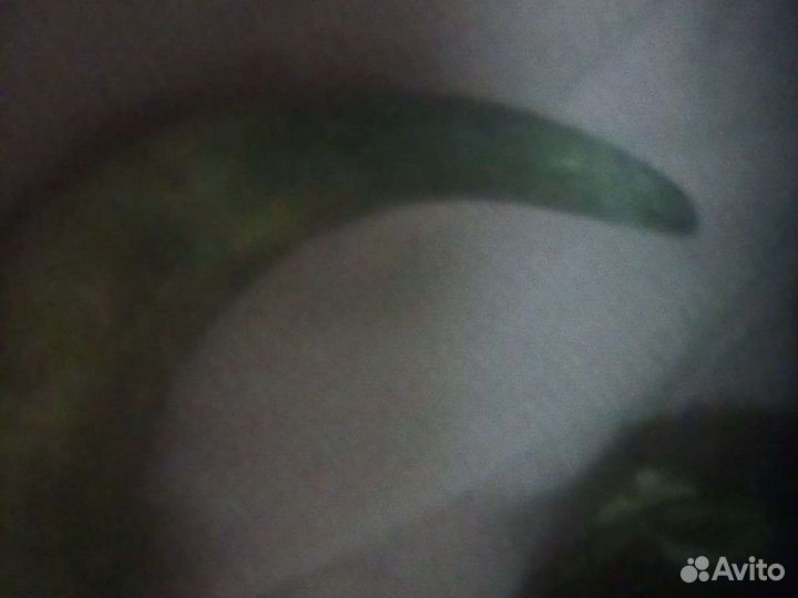 Рог животного