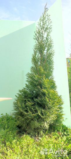 Туя Смарагд