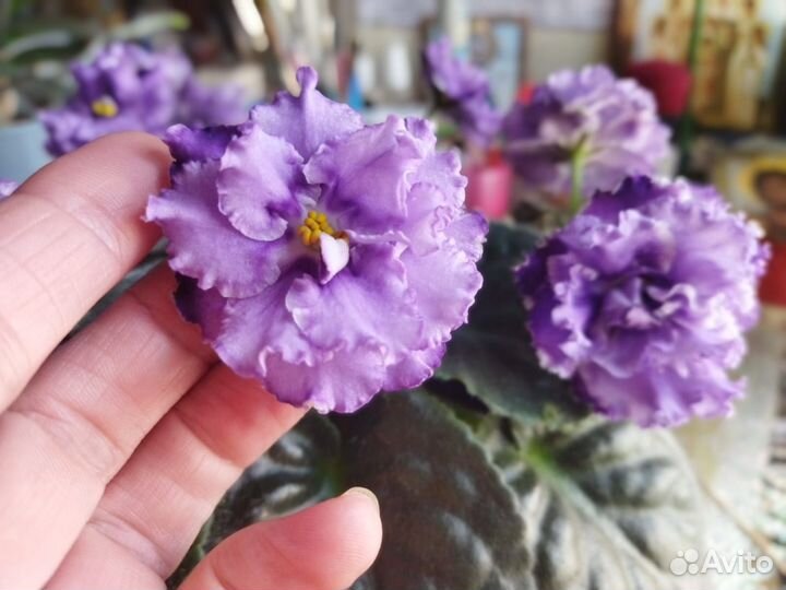 Фиалка нк - Лилон - Лила