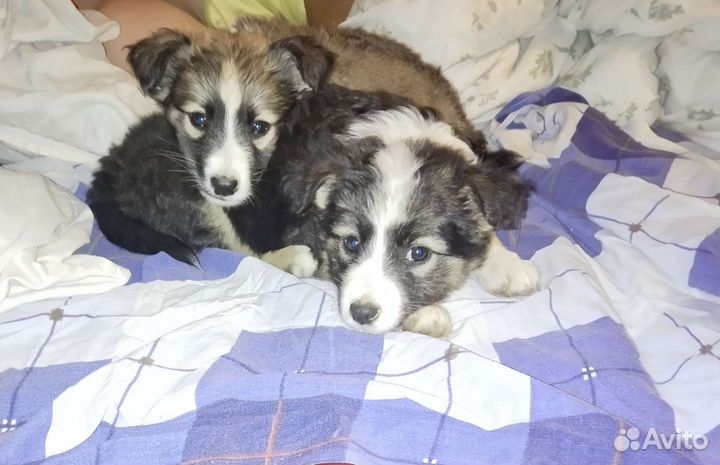 Собак в добрые руки щенки девочка и мальчик