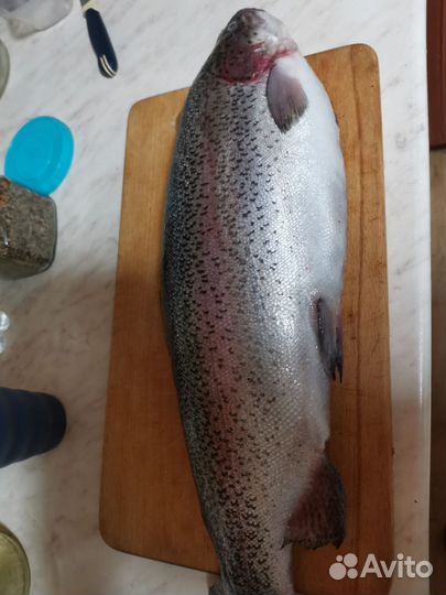 Форель свежая с икрой (икорность 90%)