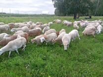 Молодняк и производители овцы бараны Дорпер Катумы