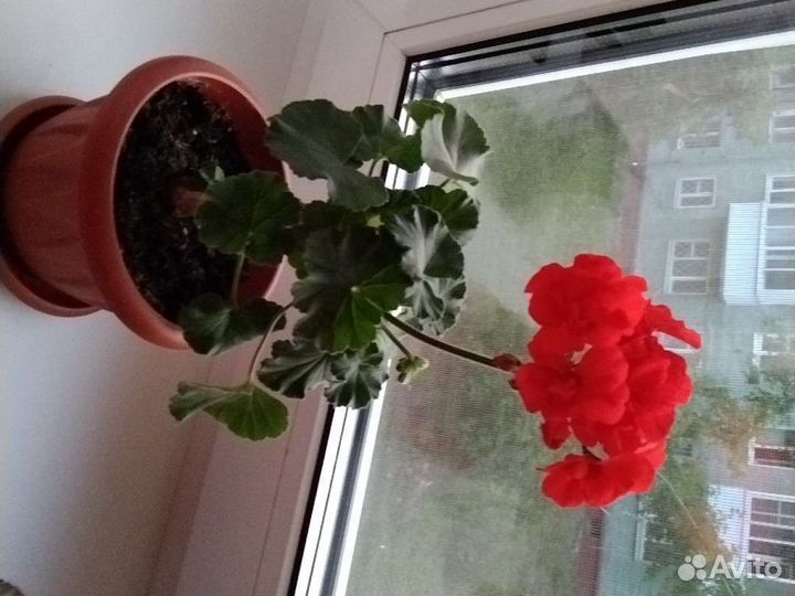 Пеларгония герань сортовая