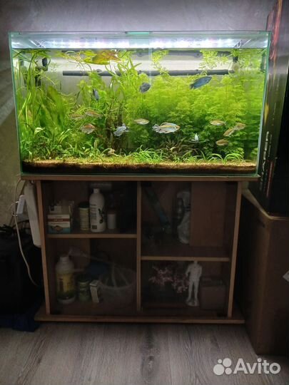 Аквариум с тумбой и оборудованием 140 л