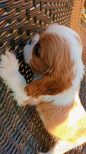 Мальчишки каверы