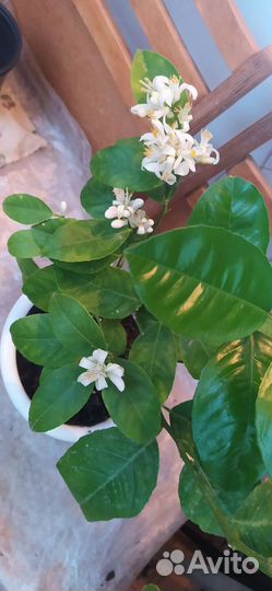 Лимонное дерево привитое