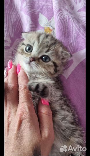 Шотландские вислоухие котята