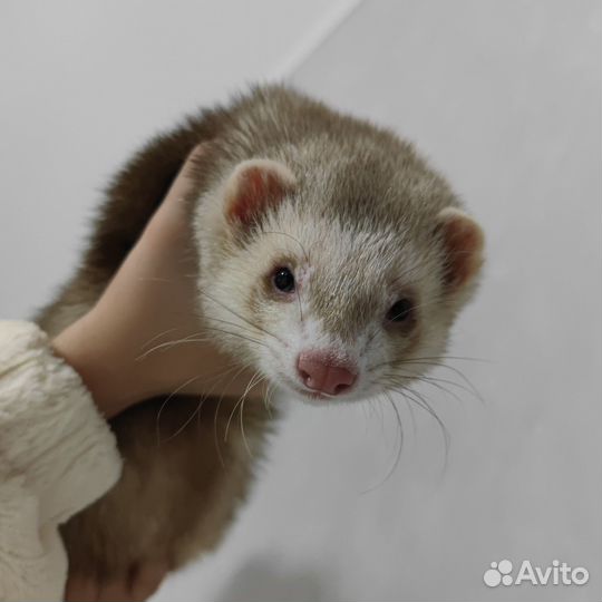 Хорек с клеткой