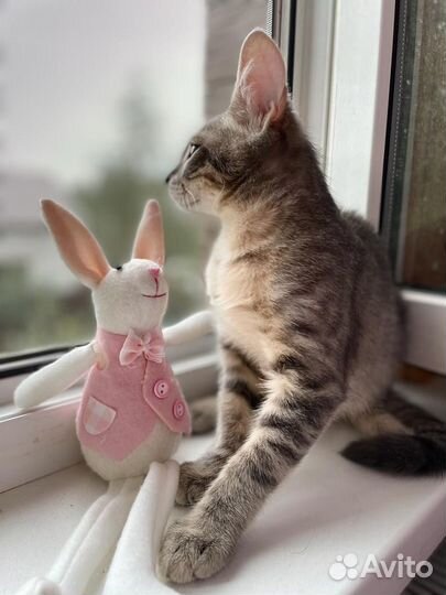 Котята в добрые руки бесплатно