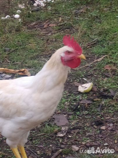 Молодые петушки