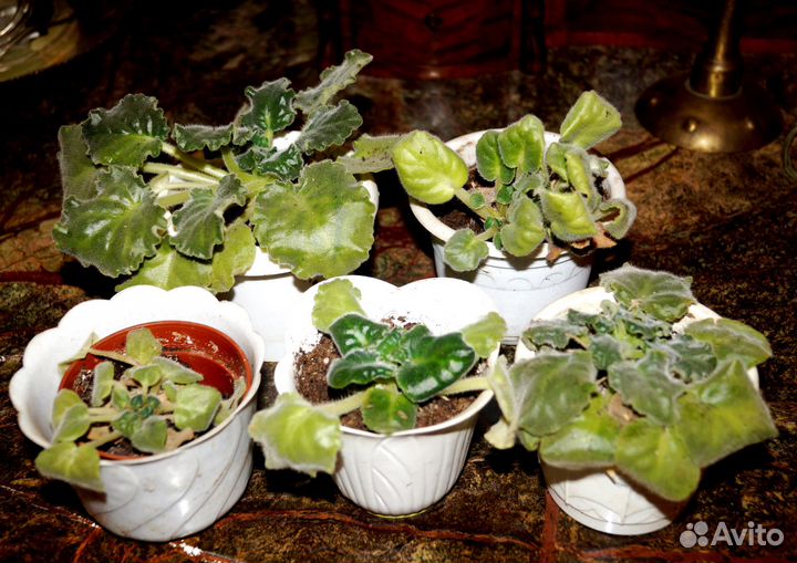 Комнатные цветы фиалки