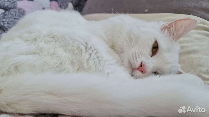 Кошка в дар