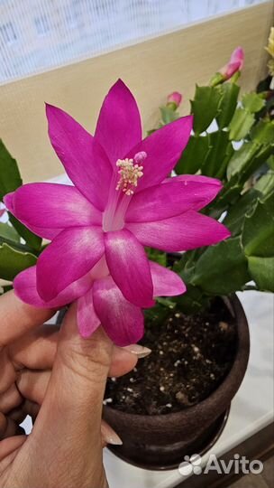 Декабрист шлюмбергера сортовой