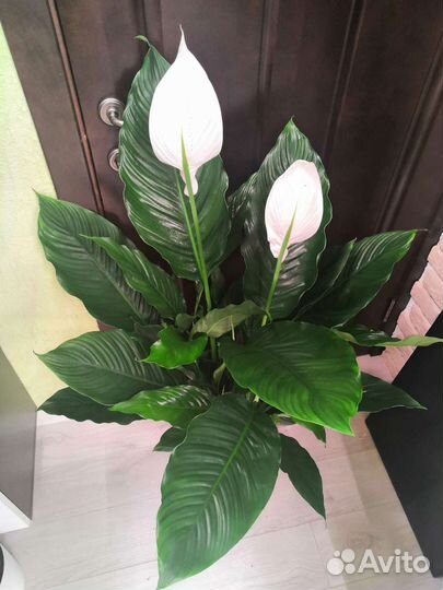 Спатифиллум королевский или женское счастье 24/115