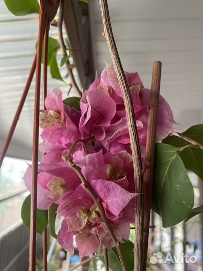 Бугенвиллия teatime