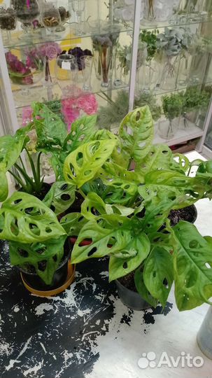 Монстера Манки