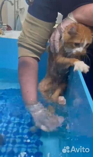 Чудо очень старается быть как все и стать домашним