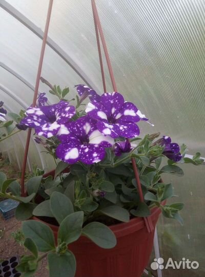 Петунии кустовые крупноцветковые