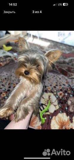 Йоркширский терьер