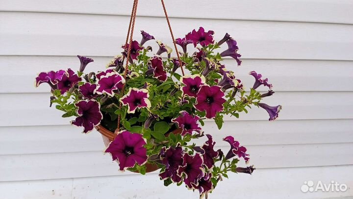 Цветущее кашпо