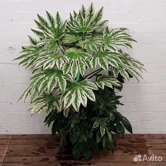 Фатсия вариегатная, бегония махровая, аглаонема