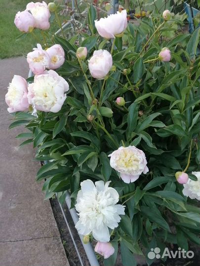 Пион коралловый