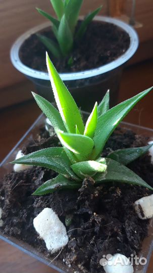 Хавортия суккулент, молодое денежное дерево (толст