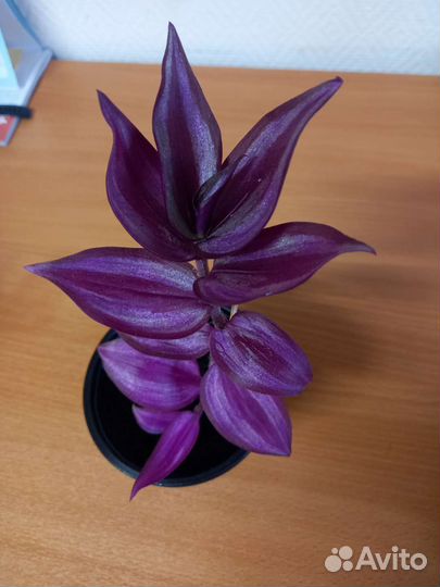 Традесканция зебрина