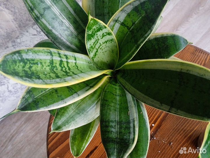 Сансевиерия