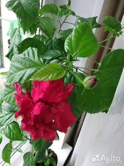 Гибискус китайская роза