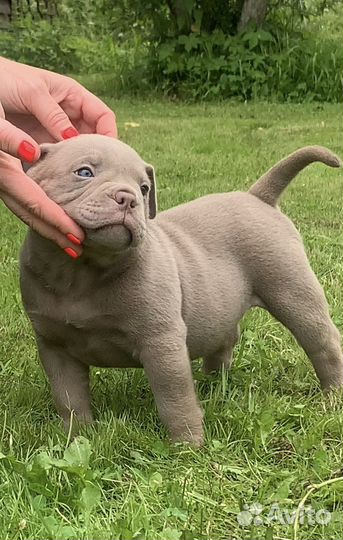 Американский булли