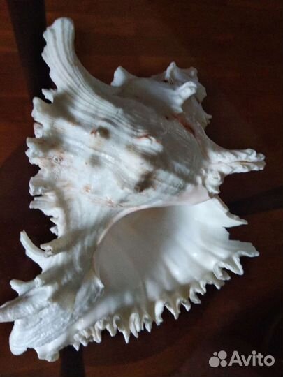 Ракушка морская большая натуральная
