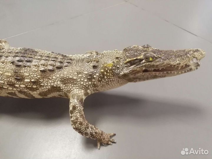Чучело крокодила