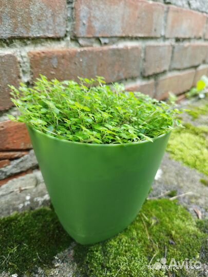 Солейролия