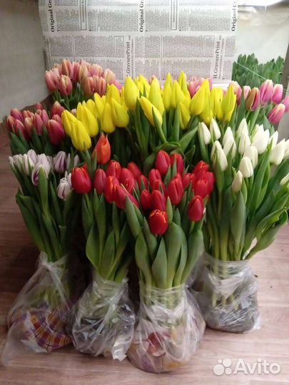 Луковицы Голандских тюльпанов